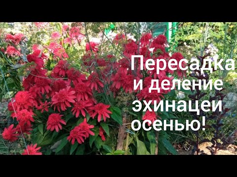 Видео: Пересадка и деление эхинацеи осенью/Переехали из Омска в Адыгею/