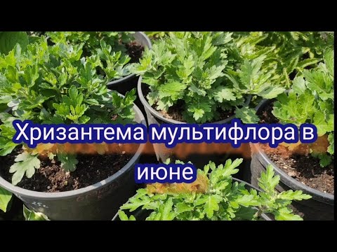 Видео: Хризантема мультифлора в июне.Подкормка. Что делать с бутонами, профилактика болезней