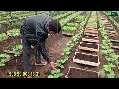 Видео: ТЕПЛИЦА УЧУН КУ́ЧАТЛАР ПАМИДОР БОДИРИНГ БАКЛАЖОН БОЛГАРИСКИЙ КУ́ЧАТЛАРИ ISSIQXONAGA KO'CHATLAR TAYOR