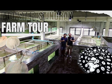 Видео: Экскурсия на ферму скатов MONSTER | Бангкок, Таиланд
