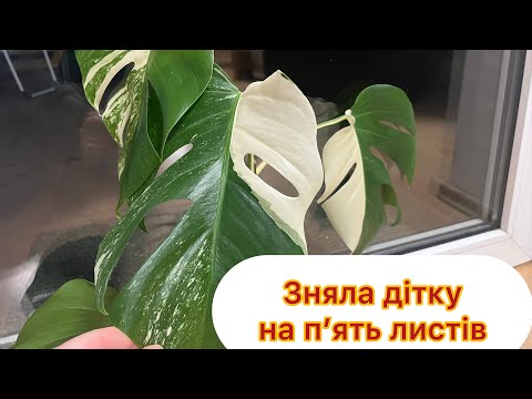 Видео: Знову я це зробила😳😅😅 Монстера Альба варієгата. Як розмножити монстеру Альба? Розмноження монстри