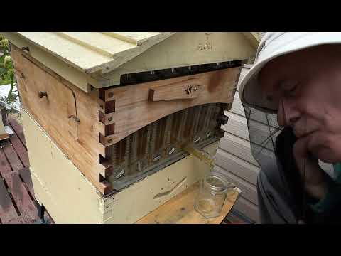 Видео: Опять сливаю мед. В деталях с австралийского улья - harvesting honey with details. Flow hive