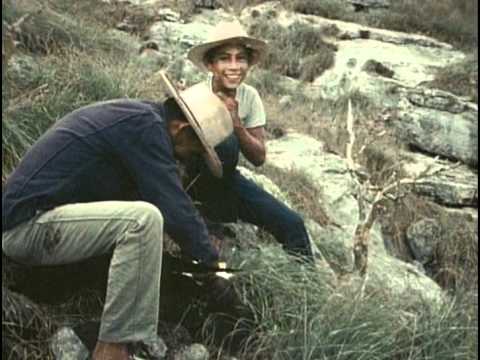 Видео: 50 - Одиссея Жака Кусто - Морские птицы острова Изабеллы