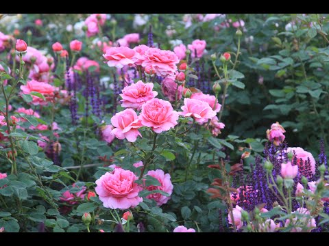 Видео: Укрытие роз в Сибири. Завершающий этап.