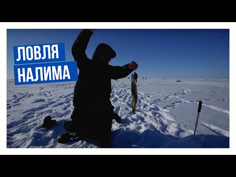 Видео: Ловля налима  \ Подледный мир с Владимиром Солоповым