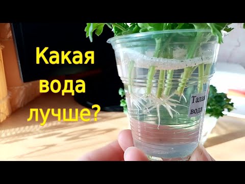 Видео: Черенкуем мультифлору. В какой воде лучше укоренять?