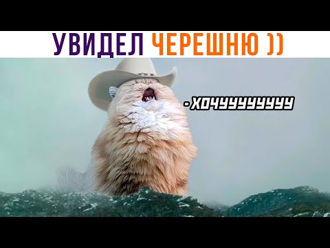 Видео: ХОЧУ ЧЕРЕШНЮ! ))) Приколы | Мемозг 1082