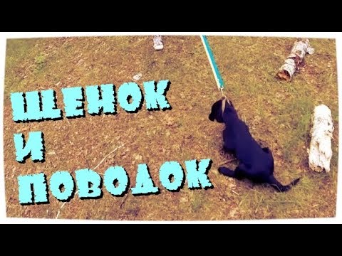 Видео: 1. Если щенок не хочет идти на поводке, щенок упирается