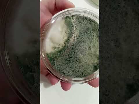 Видео: Триходермы против фитофторы