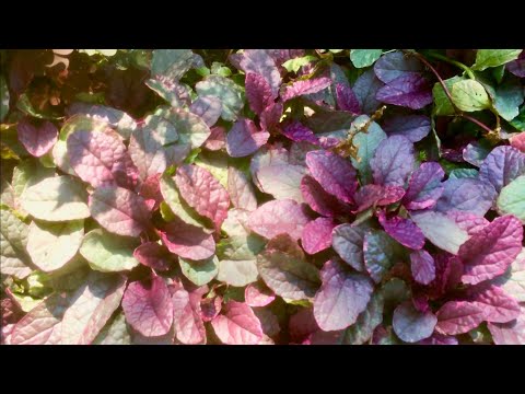 Видео: ЖИВУЧКА БУРГУНДИ ГЛОУ / МЕТАЛЛИКА КРИСПА / АТРОПУРПУРЕА. КРАСИВЫЕ ПОЧВОПОКРОВНЫЕ АГРЕССОРЫ.