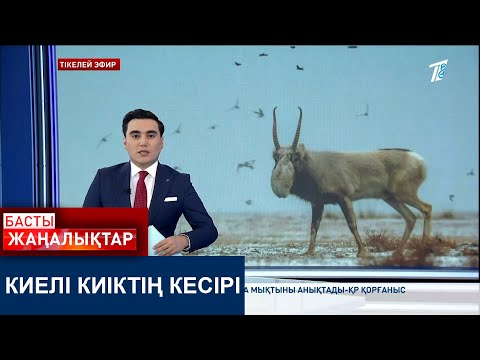 Видео: КИЕЛІ КИІКТІҢ КЕСІРІ