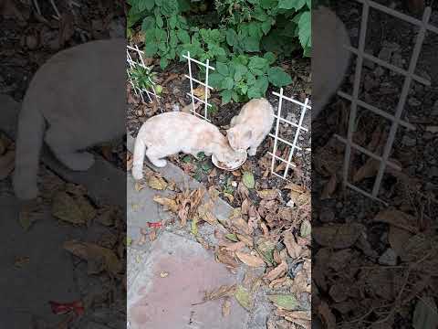Видео: Вкусный завтрак для 😻 😻  Майи и Гарик