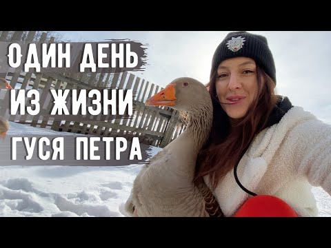 Видео: Весна и гусь
