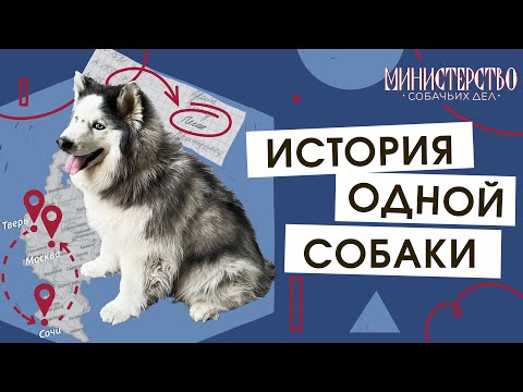 Видео: История одной собаки: Мишка