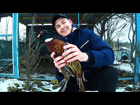 Видео: Что случилось с моими фазанами, как они выросли, никогда так не делайте!