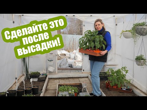 Видео: Как ухаживать за рассадой после высадки в грунт. Подкормки, обработки, укрытие