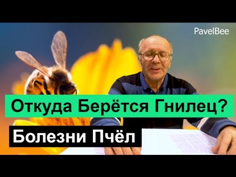 Видео: № 124 Откуда берётся Гнилец? | Болезни Пчёл | Пчеловодство для начинающих | Пасека