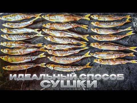 Видео: КАК СУШИТЬ КОРЮШКУ. САХАЛИНСКИЙ РЕЦЕПТ.