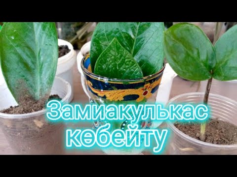 Видео: Замиокулькас гүлін көбейту 🌿 Доллар гүлі 🌱 Оңай жапырақтан көбеиту 🌱 Гүлдер әлемі 🌿