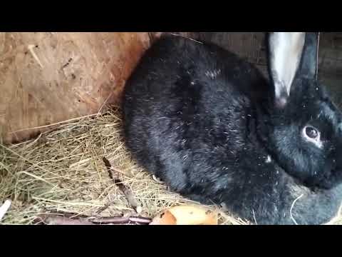 Видео: 8 ноября 2025 г.