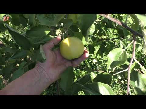 Видео: 🍏Первый урожай на хорошо сформированной яблоне. 🌳