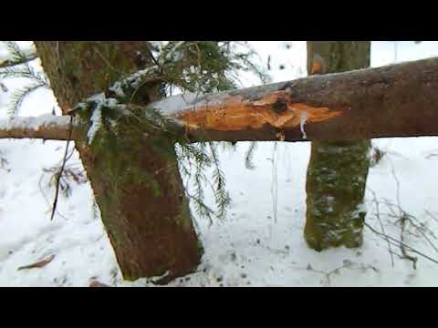 Видео: УДАЧНАЯ ОХОТА НА КУНИЦ КАПКАНАМИ