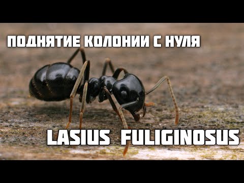 Видео: ПОДНЯТИЕ КОЛОНИИ lasius fuliginosus. Пахучий древесный муравей. Часть 1