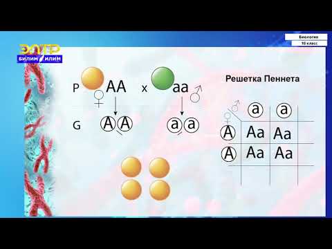 Видео: 10-класс | Биология | Закономерности наследственности. Моногибридное скрещивание