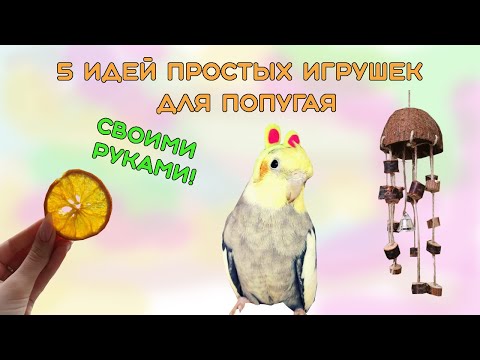 Видео: DIY 5 полезных игрушек для твоего попугая! 😊