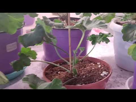 Видео: Мои новинки ЮВ сорта