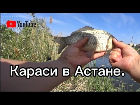 Видео: Бешенный клёв карася на реке Есиль/Ишим! Рыбалка на фидер!  Прикормил и понеслось! fideer