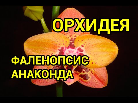 Видео: Фаленопсис Анаконда (Phalaenopsis Zeng Min Anaconda)