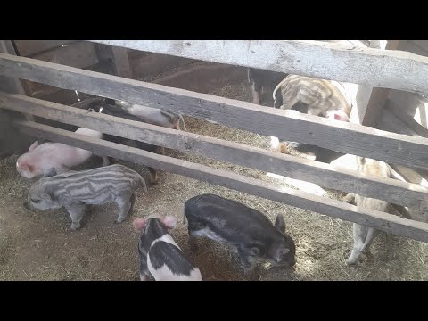 Видео: Закупили оборудование для перепелов,сараи сформированы