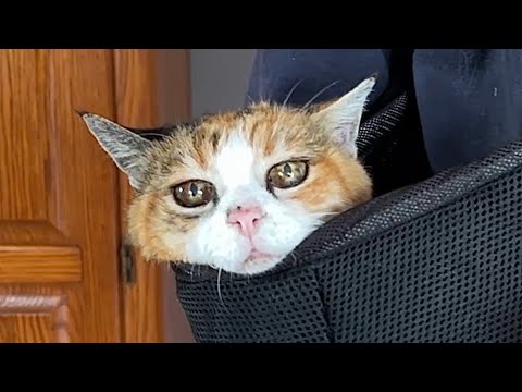 Видео: Новая сумка-переноска мисс Маффи 😲 Пожилая кошка идёт на прогулку с хозяйкой