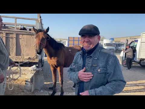 Видео: Туркестан Мал Базар Жылкы Тай Бие Айғыр Байтал 2.11.2025