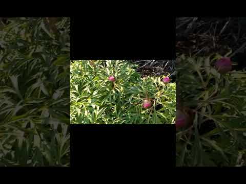 Видео: Шұғынық гүлі-қызыл кітапта.Тарбағатай тауы .Арғанаты. Шығыс Қазақстан .