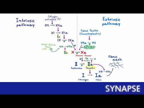 Видео: USMLE Step 1 - Вторичный гемостаз