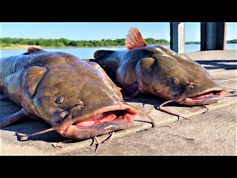 Видео: БОЛЬШОЙ СОМ С ЛОВЛОЙ НА ЛОВЛЮ!