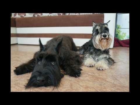 Видео: С Днем Рождения тебя, мой любимый ризеншнауцер!