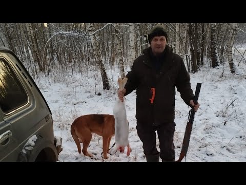 Видео: Охота с русскими гончими на зайца.26.11.