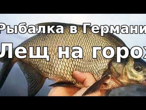 Видео: Рыбалка в Германии. Лещ на горох.