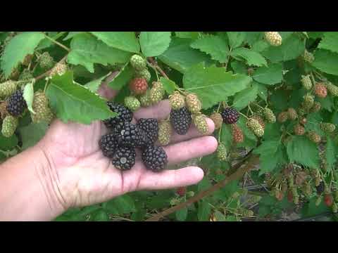 Видео: Фридом и Лох тей в открытом грунте.