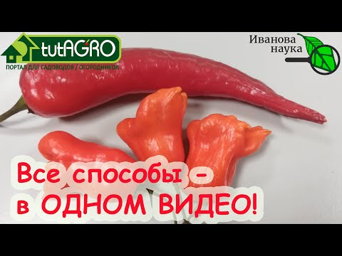 Видео: ЭТО ЗНАКОМОЕ РАСТЕНИЕ принесет вам УСПЕХ! АДЖИКА ДЛЯ ОГОРОДА. Острый перец чили в саду и огороде.