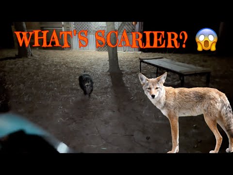 Видео: Она в опасности… или она — защита?