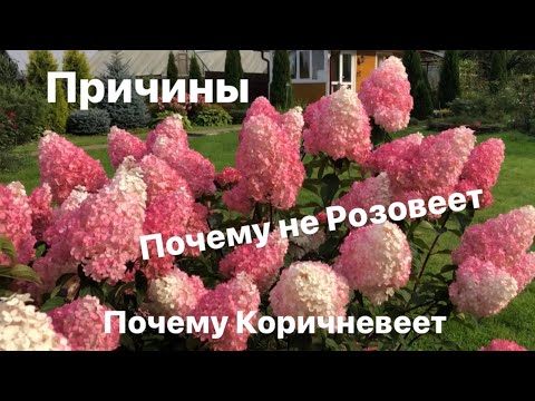 Видео: Гортензия Ванилла Фрейз. Почему не Розовеет?!Коричневеет? Причины .😊😉