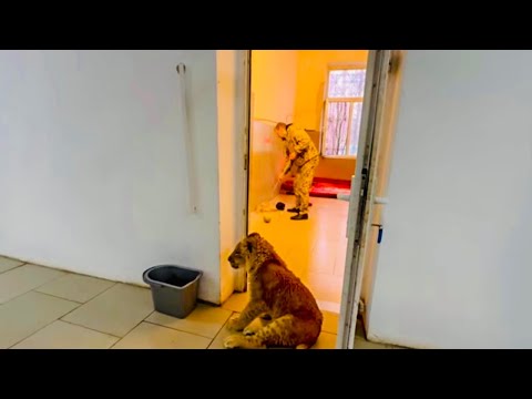 Видео: Посмотрите как львенок Симба стережет любимого папу пока Олег Зубков убирает его комнату!