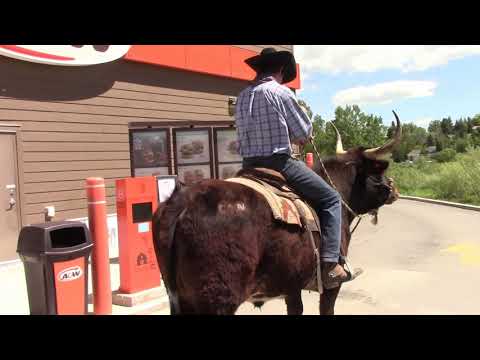 Видео: Проезжаю на TEXAS LONGHORN через автокафе!!