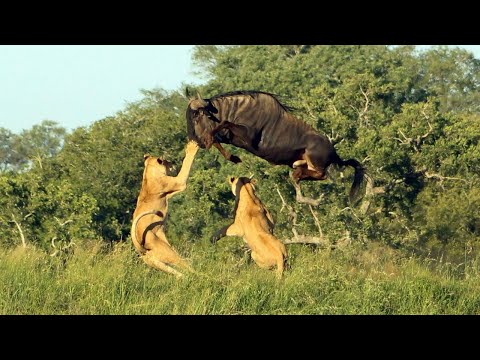 Видео: КОГДА НЕ НА ТОГО НАПАЛ!  Как травоядным удалось избежать нападения хищников!