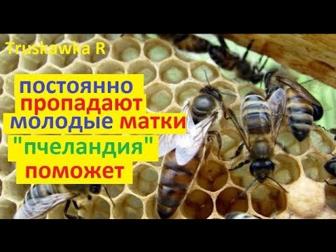 Видео: #Пчёлы не могут облетать маток на пасеке. Теряются Нужно создать отдельную республику в улье