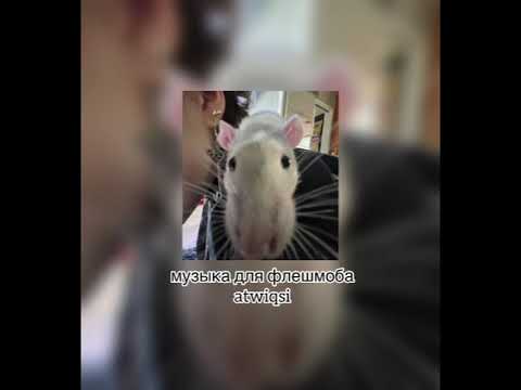 Видео: музыка для флешмоба